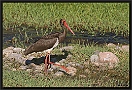 Zwarte Ooievaar, Black Stork, Ciconia nigra Location: Skala Kaloni, Greece (Lesbos) zwarte ooievaar MG 1799 kopie